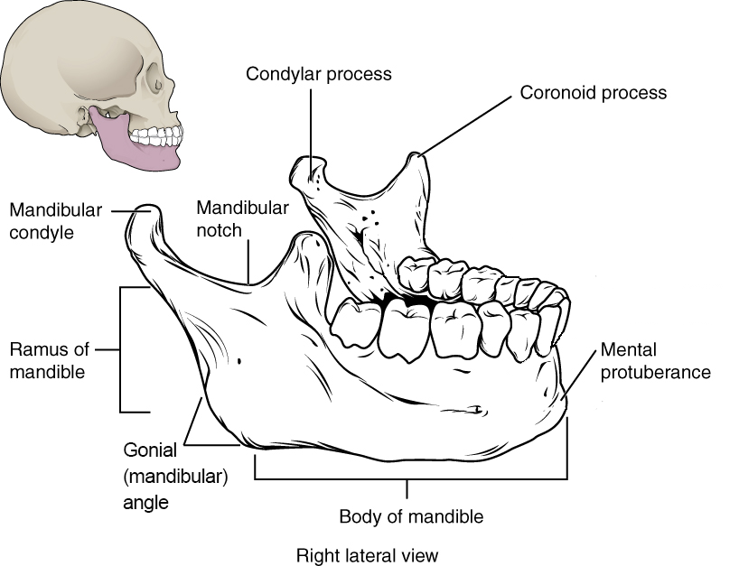 Labeled mandible.