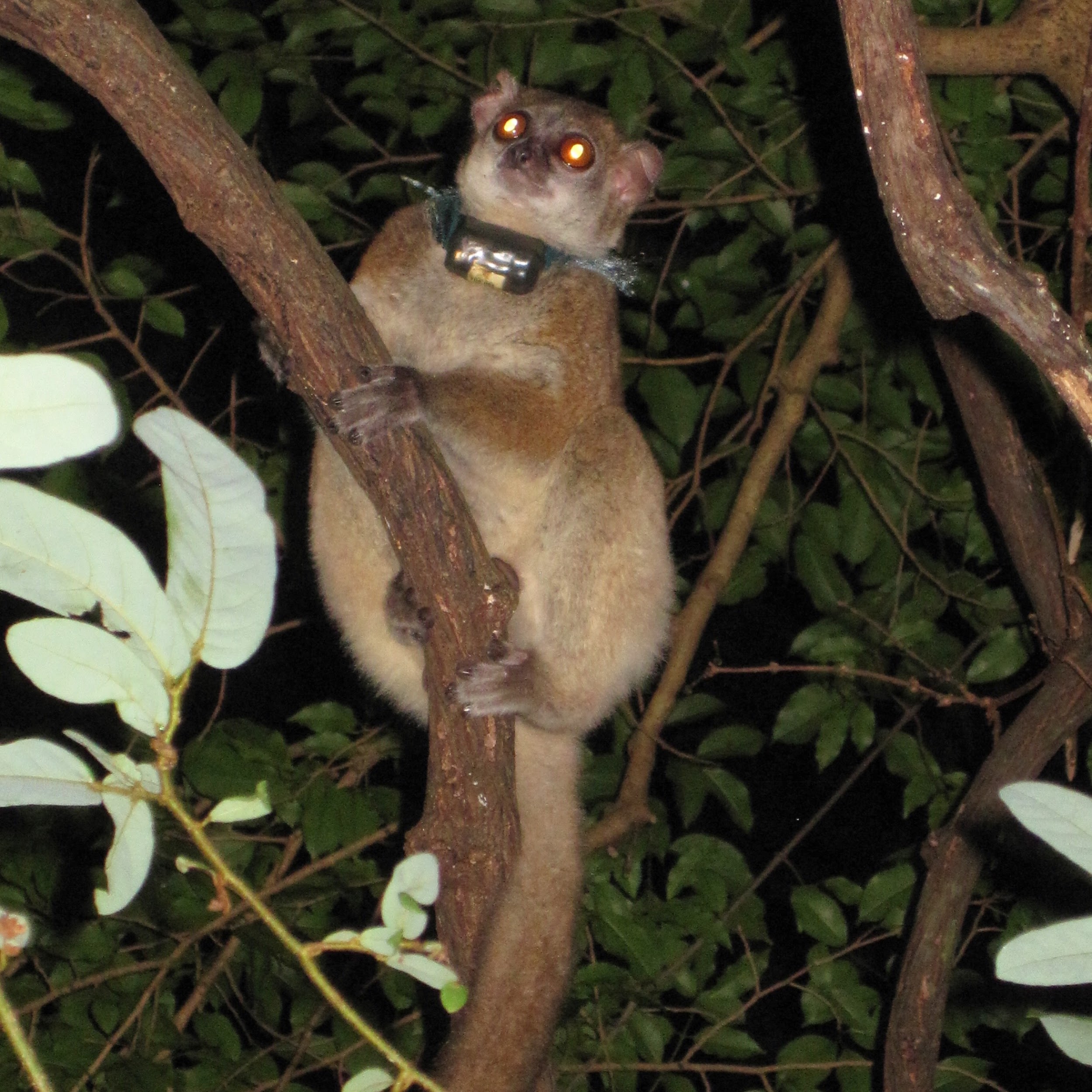 A small lemur with a research collar clings to a tree. 