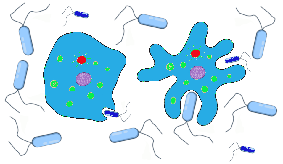 Smooth and ruffled cells feeding on large and small bacteria.