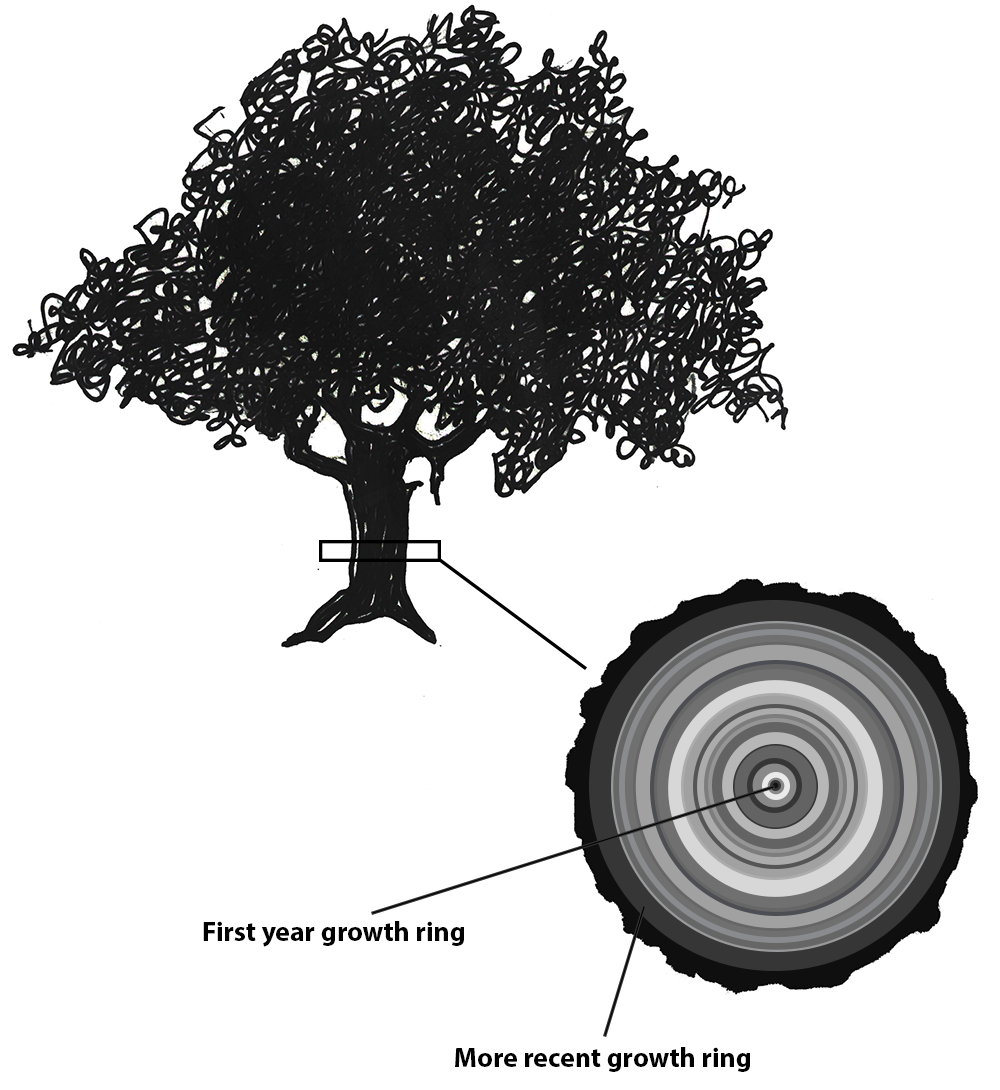 A tree, cross-section of tree core, and tree-ring timeline.