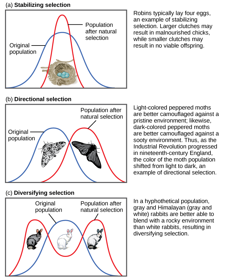 Three types of selection; balancing, directional and disruptive/diversifying