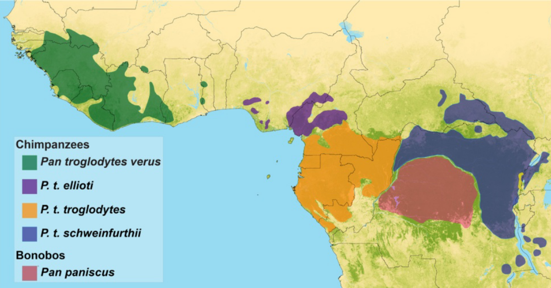 Map of Africa showing the ranges of chimpanzees from west to east.