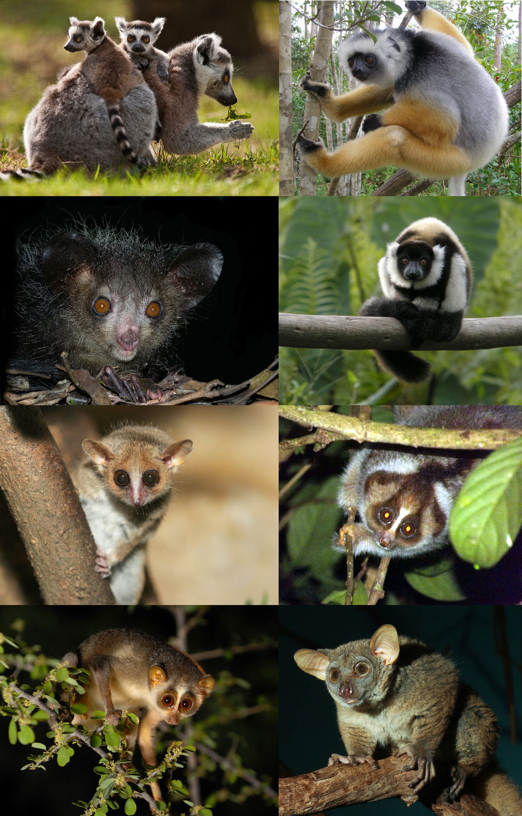 Eight strepsirrhine species.