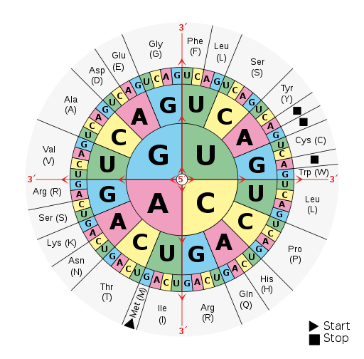 A circle labeled with letters for mRNA nucleotides.