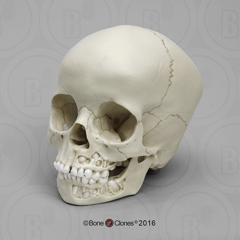 Cranial cast of child with exposed maxilla and mandible to see developing dentition.