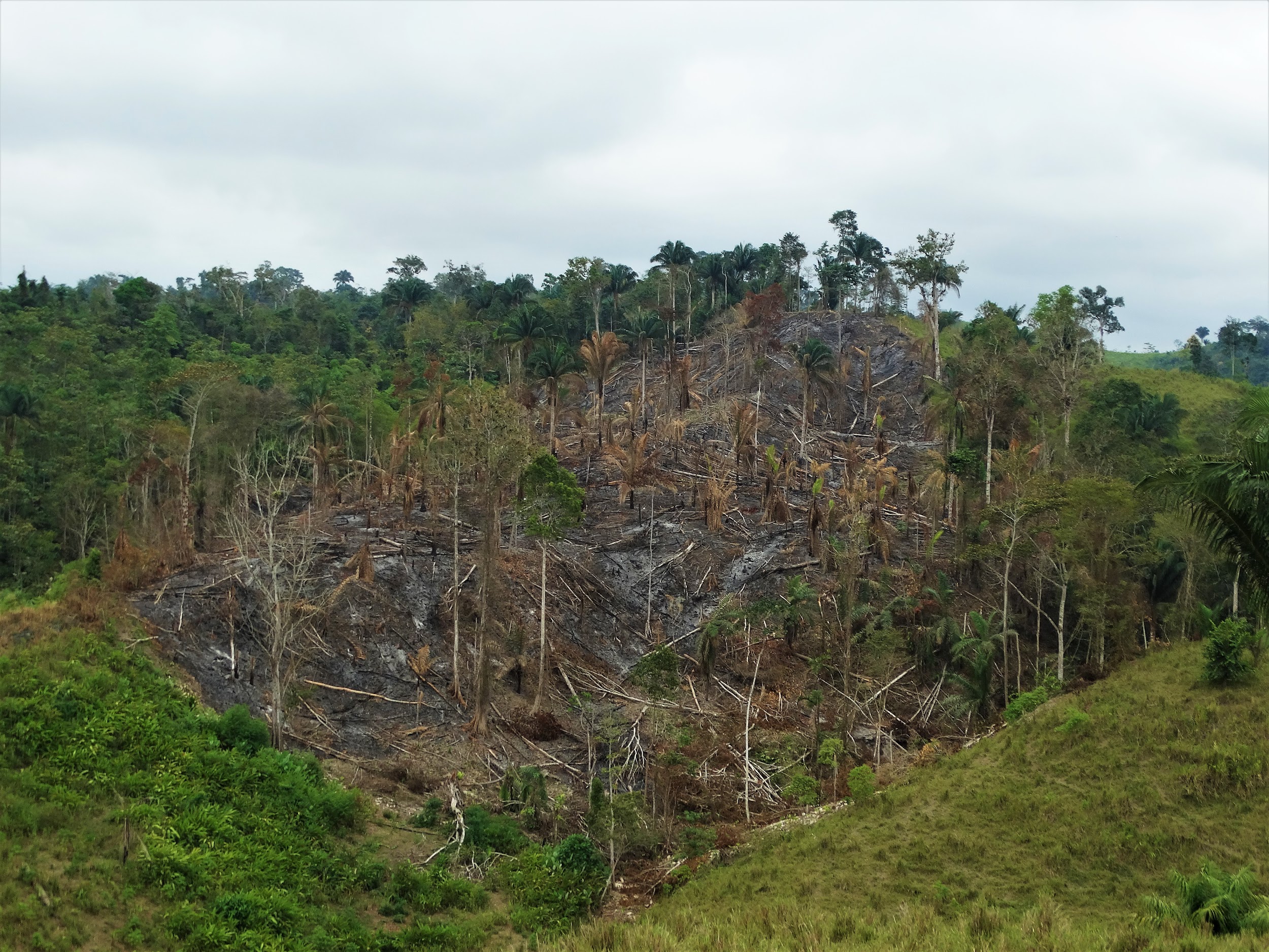 An area of forest cut and burned.