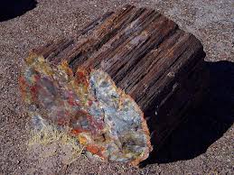 Petrified wood.