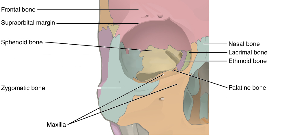 Half of face with bones shaded in different colors.