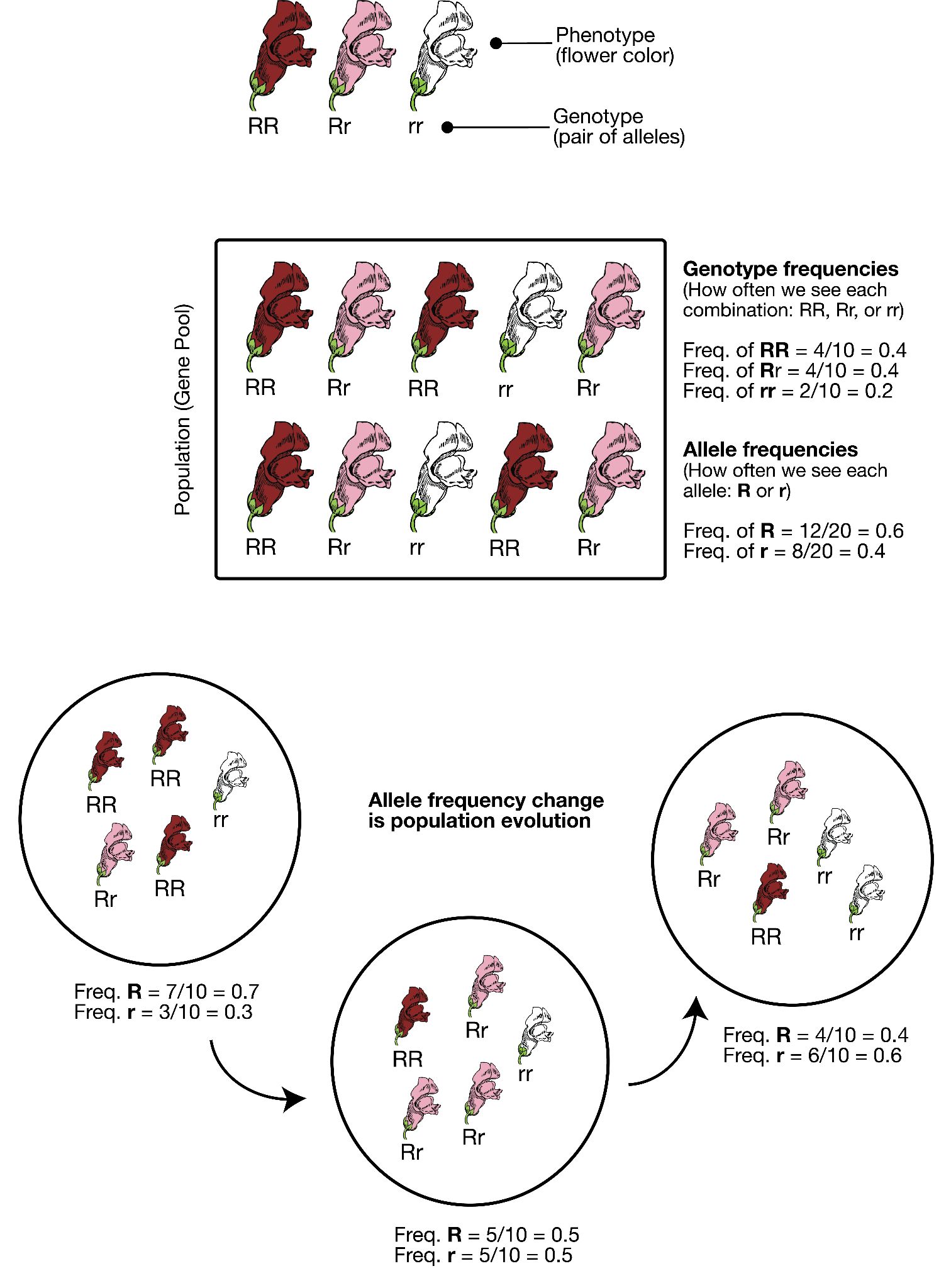 Genotypes are represented as combinations of alleles and allele frequencies.