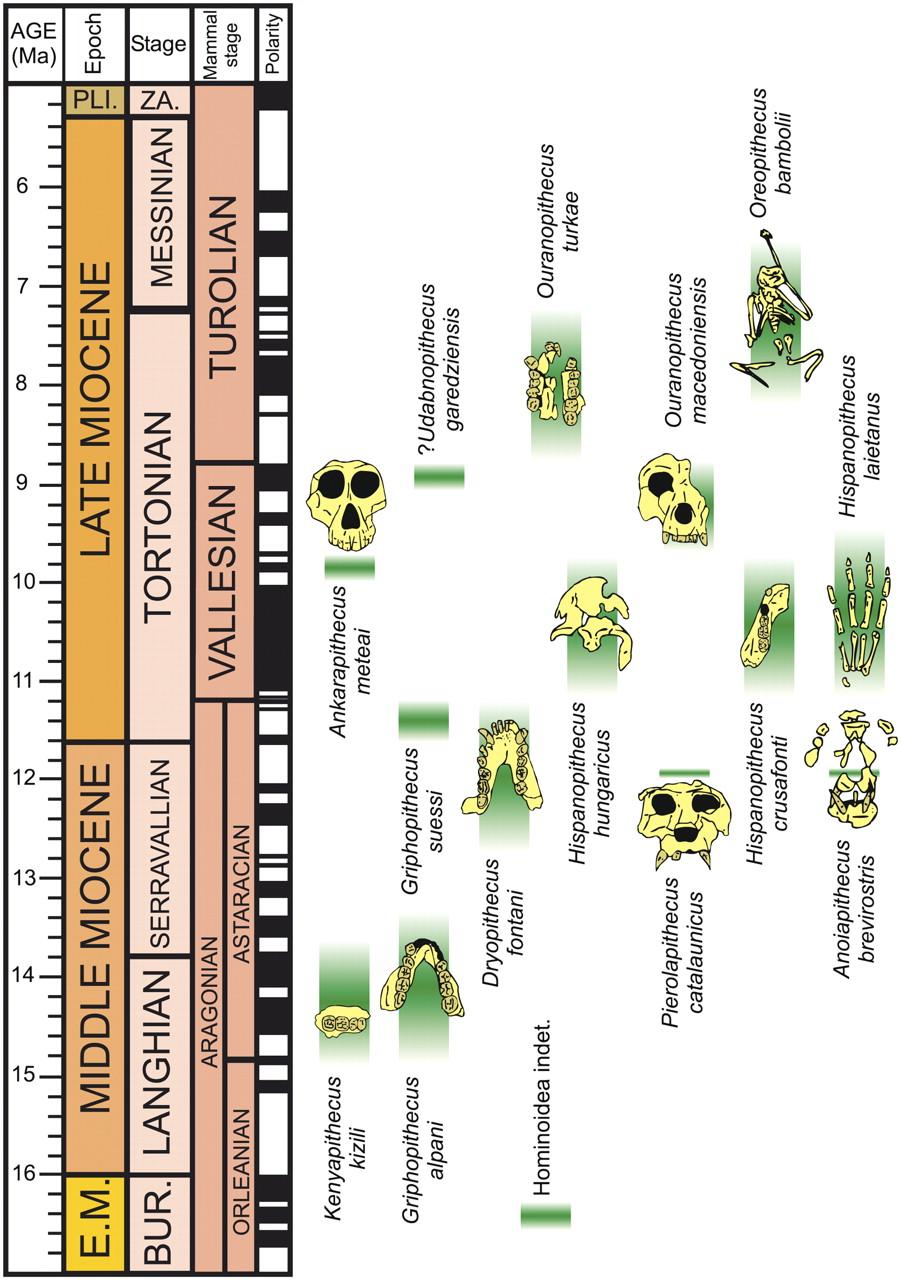 Miocene apes set against a geologic time scale.