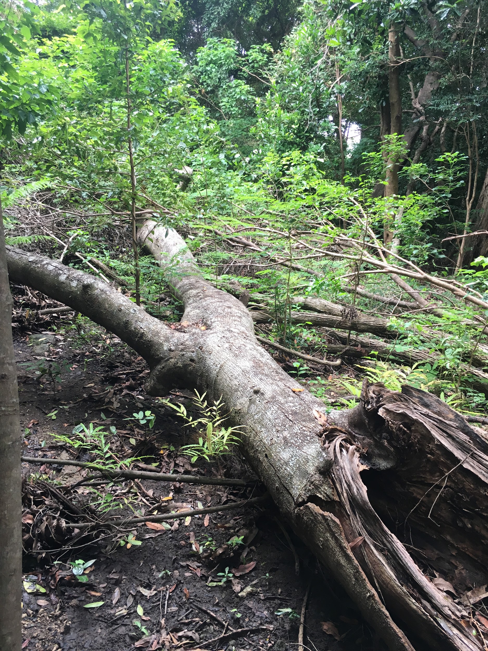 An uprooted tree with a large hole lies on the forest floor.