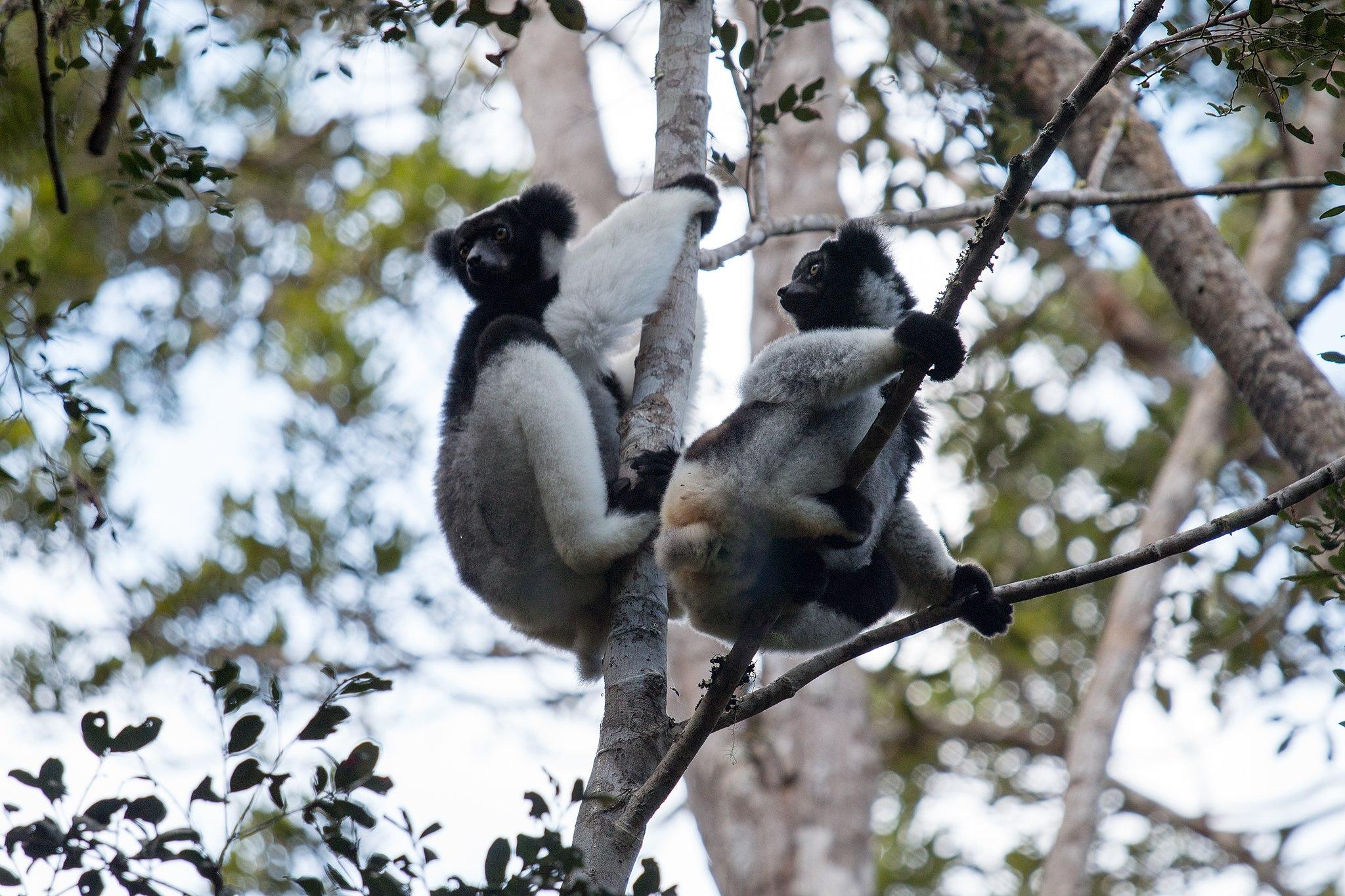 Two Indis in a tree.