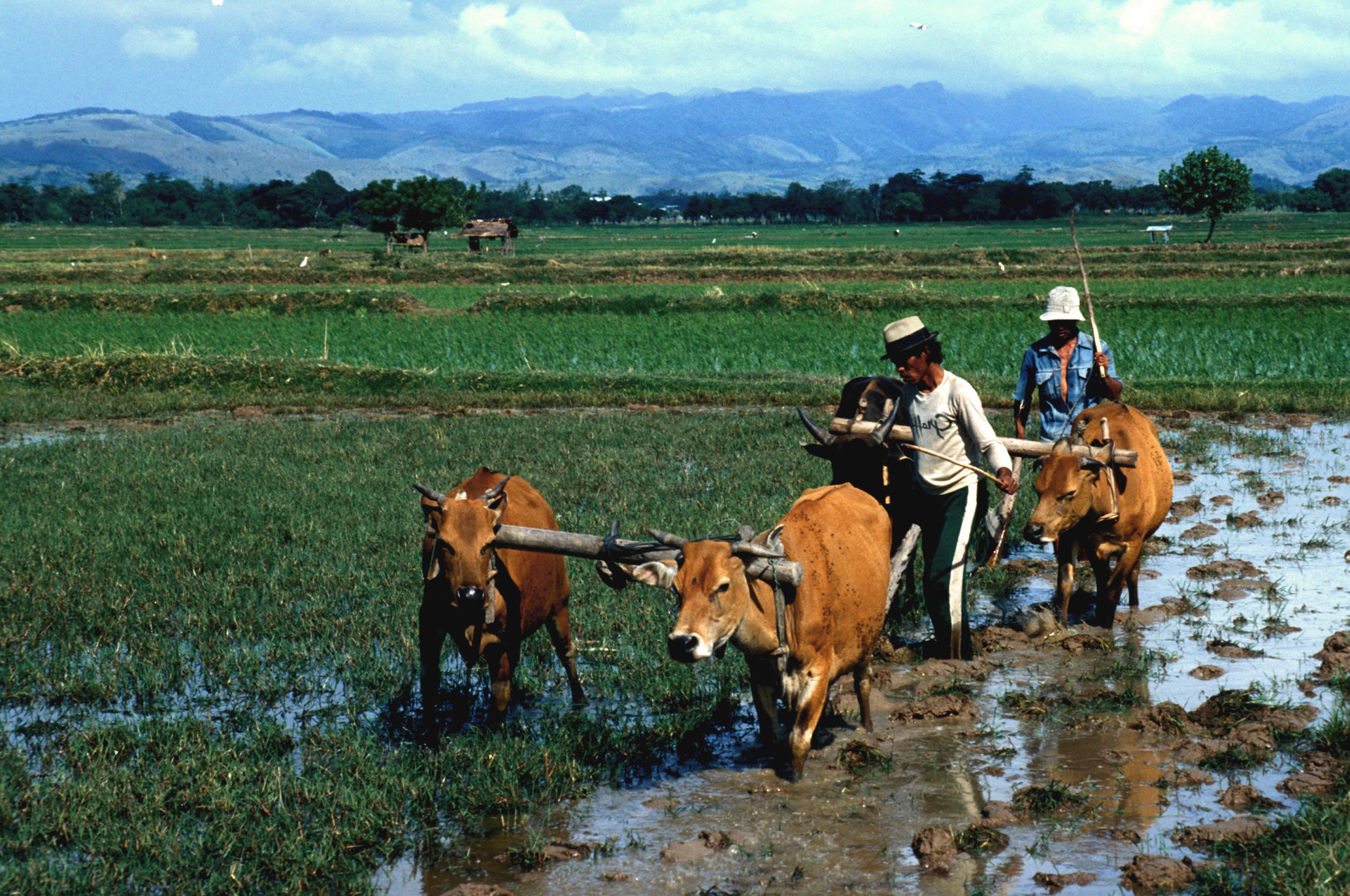 Farmers plow a flooded field. Each plow is pulled by two oxen.