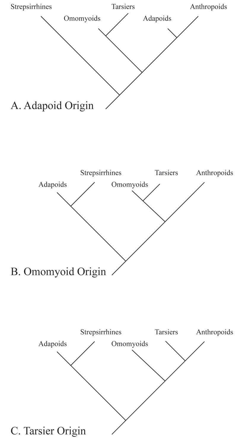 Diagrams show three relationships among primate groups.