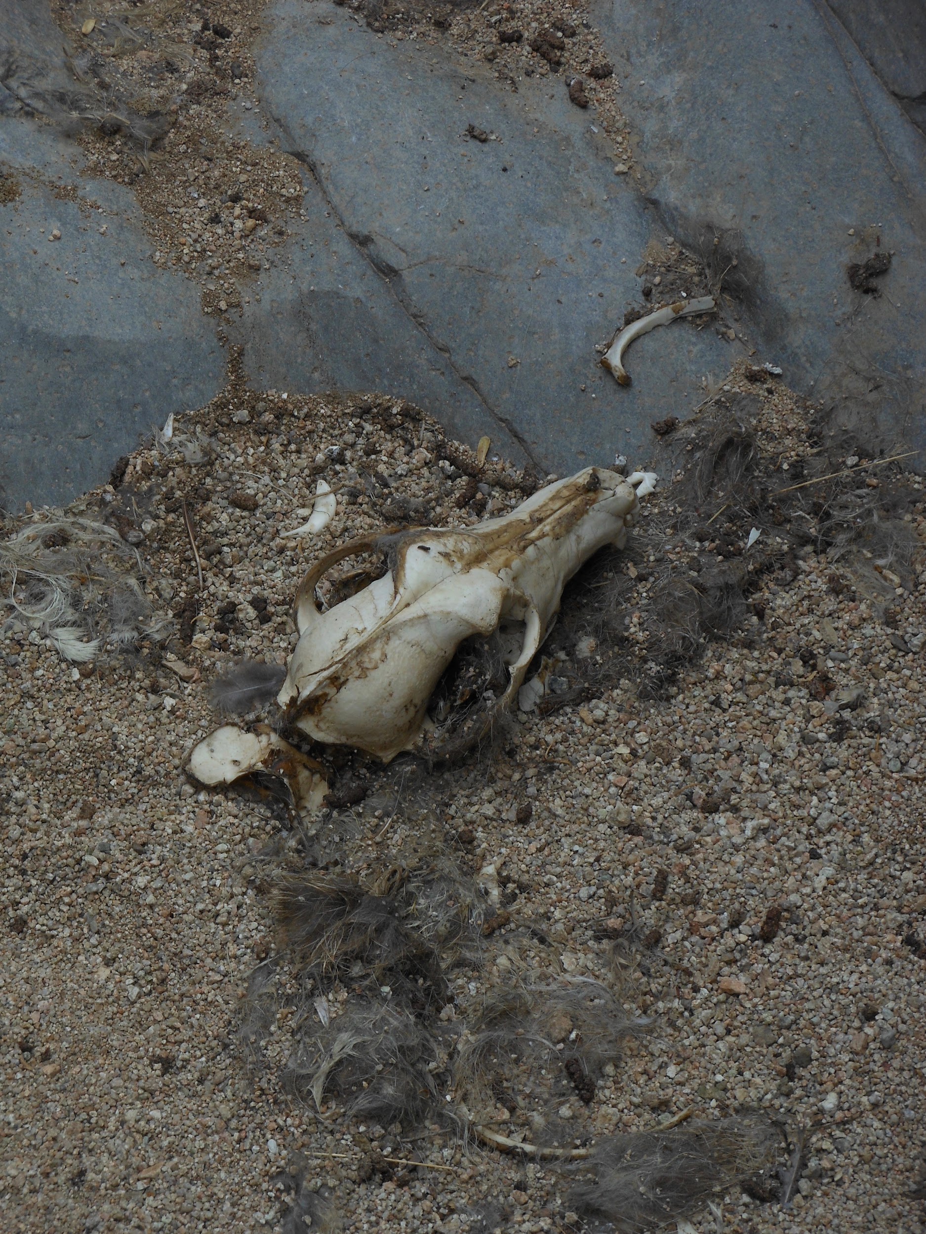 Coyote skull with bones and fur.