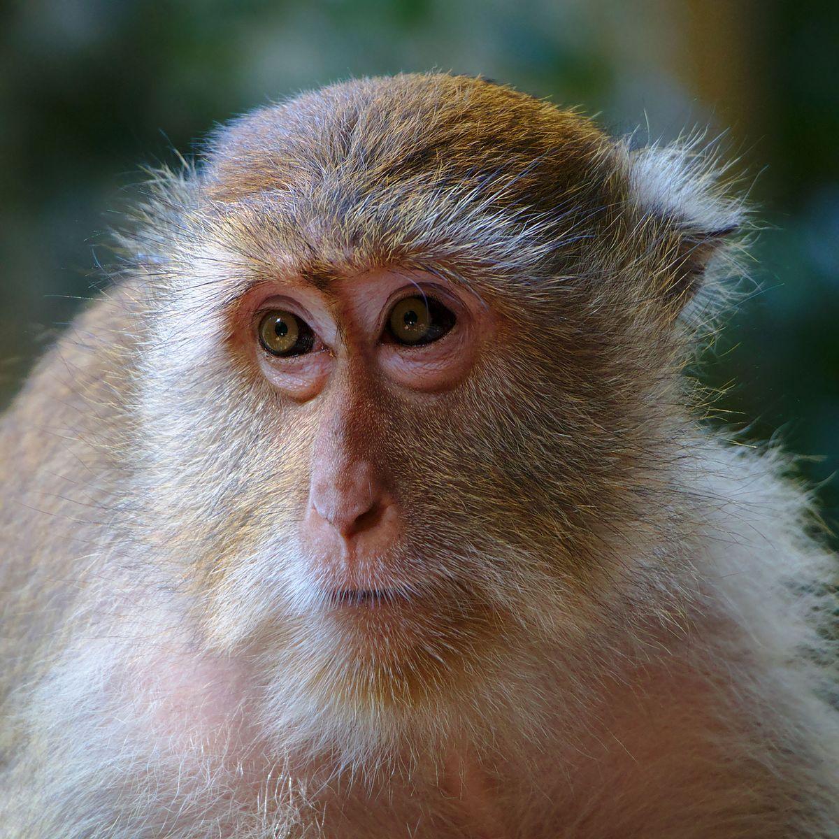 Crab-eating macaque.