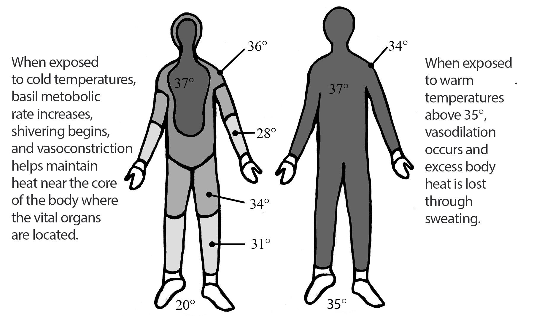 Body outlines illustrate differences in heat maintenance for different ambient environments.