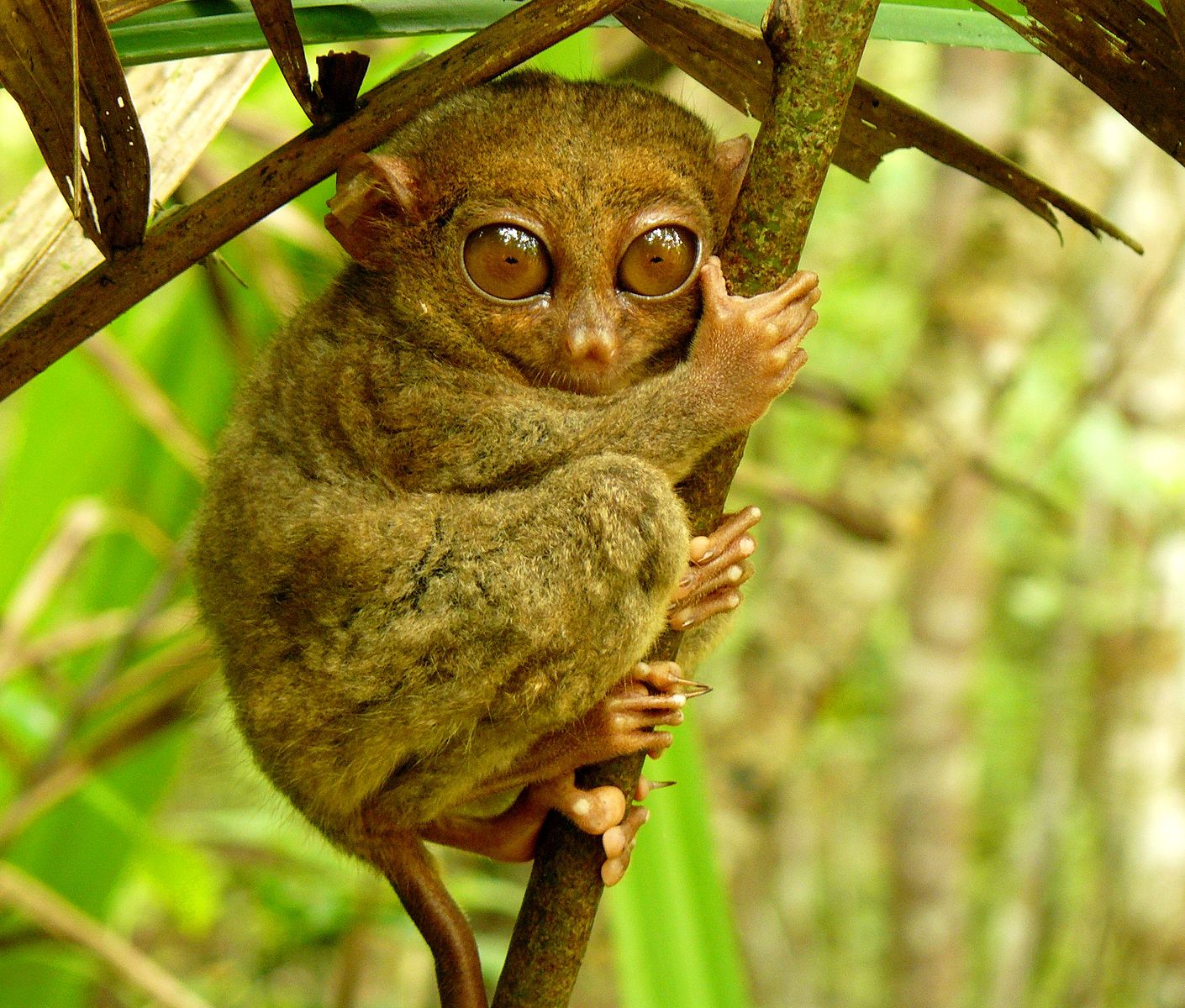 Tarsier gripping a branch.