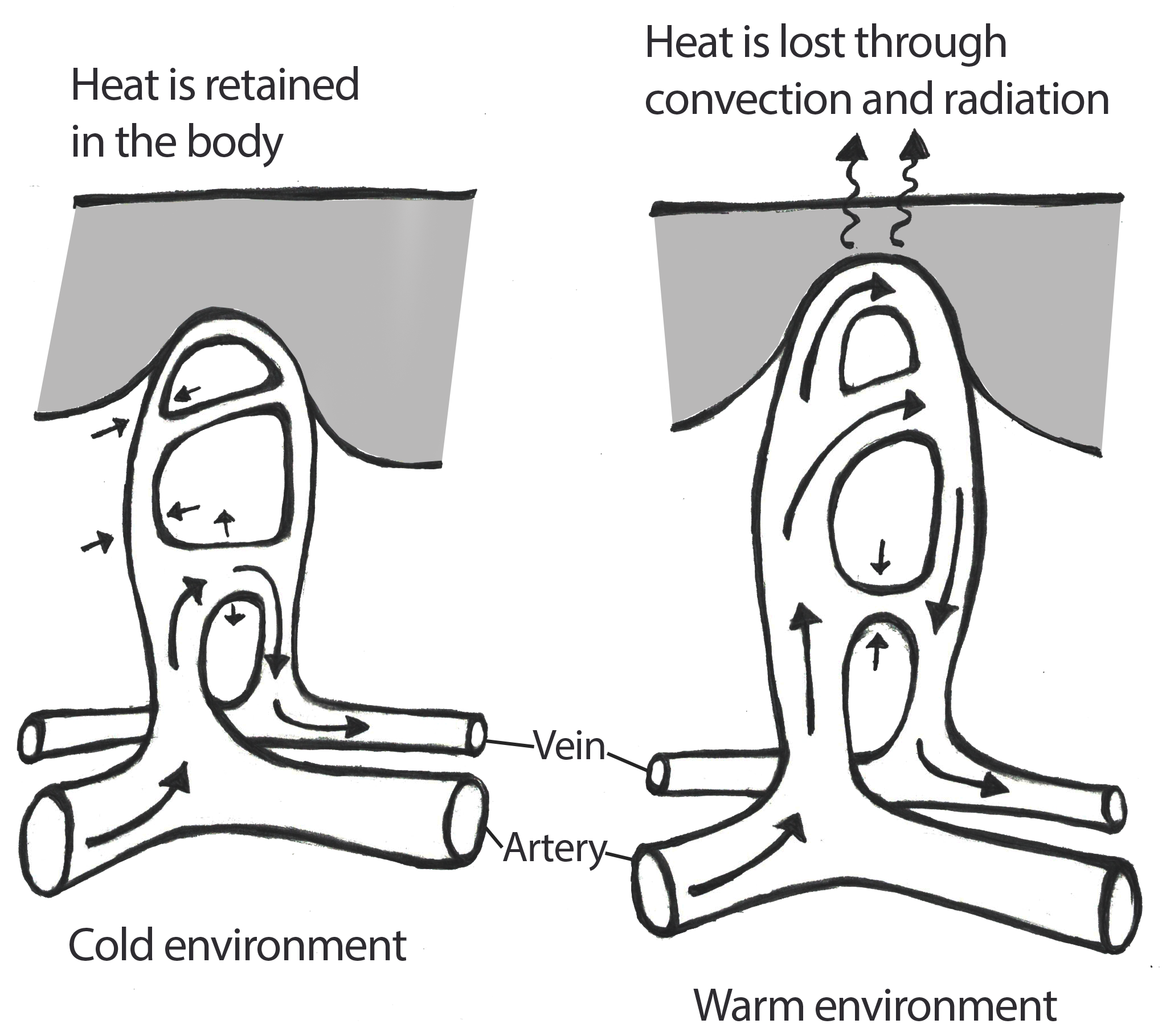 Side-by-side sketches of capillaries under the skin for heat and cold.