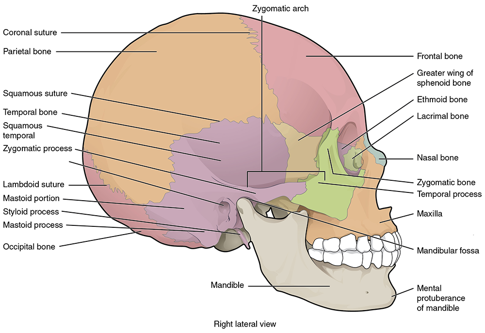 Side view of skull with colors representing bones.