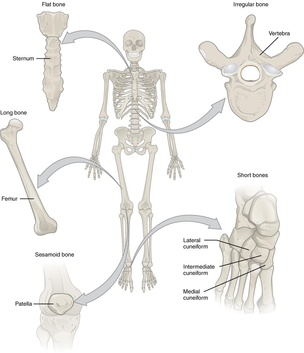 Skeleton with arrows showing different bone types.