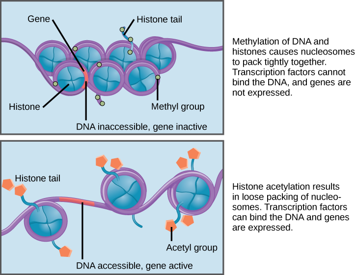 Epigenetic histone tail modifications that can tighten and loosen the chromatin of DNA. 