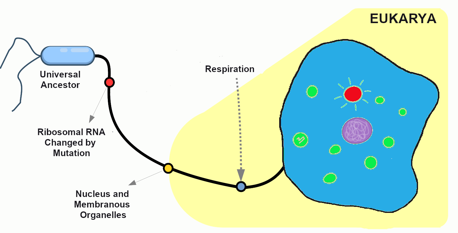 Universal Ancestor linked to the Eukarya branch.