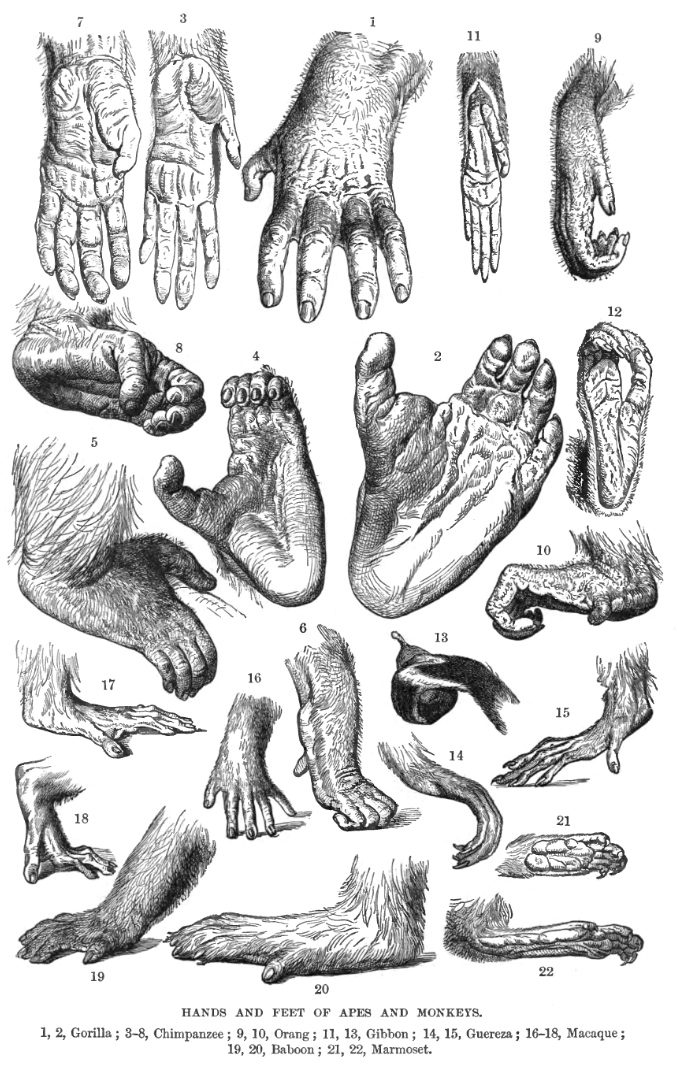 Various hands and feet of different primate species.