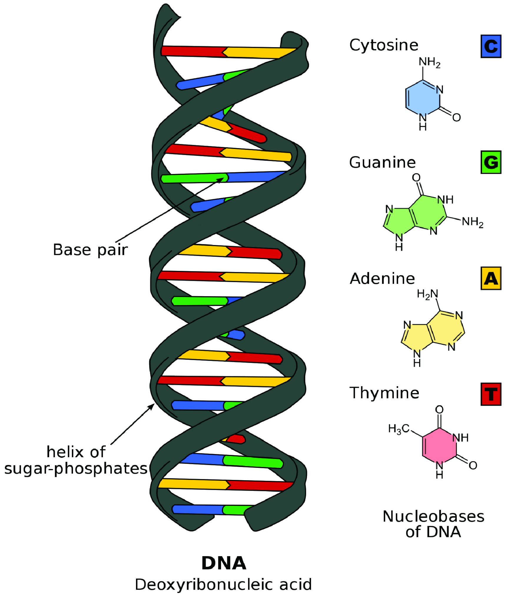 Double helix structure of DNA.