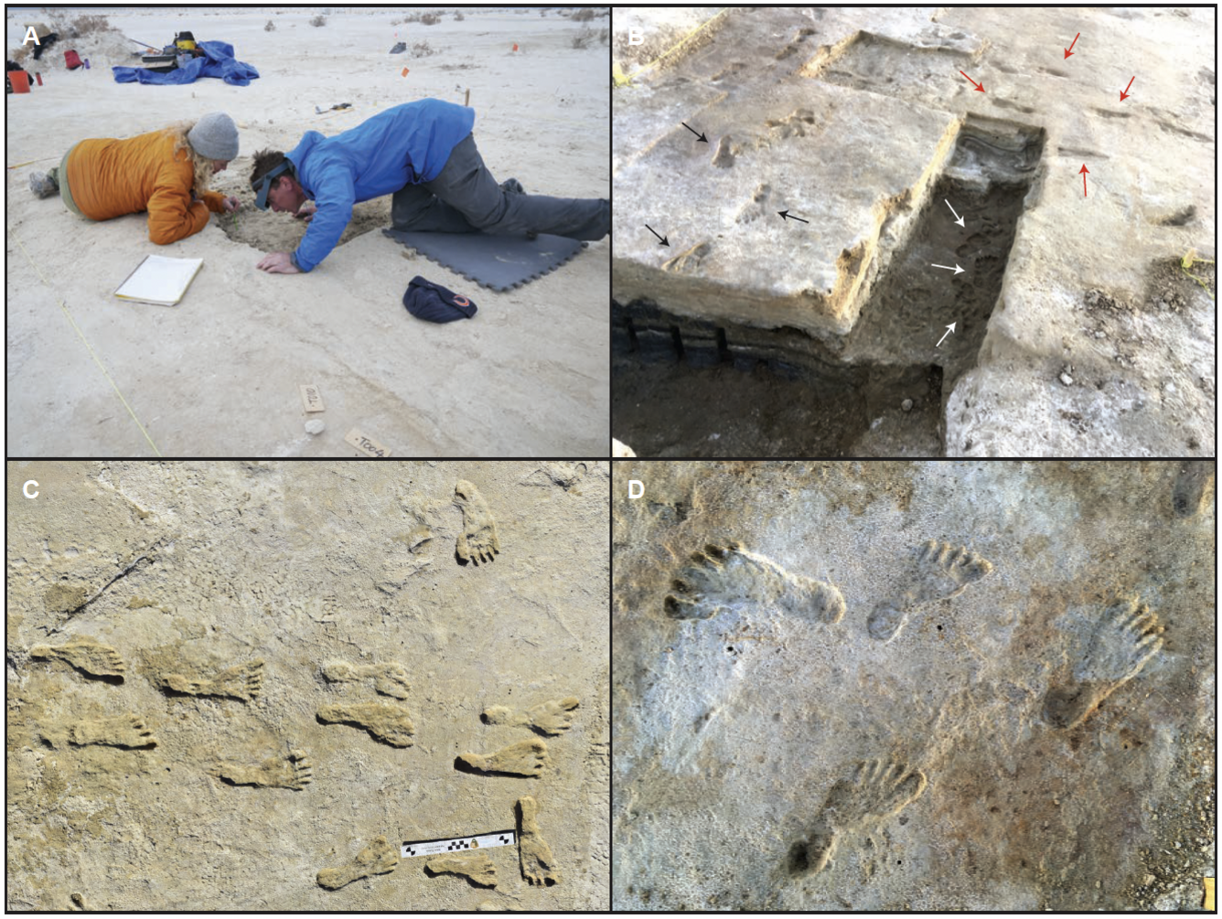 Archaeologists on ground. Excavation with footprints. Closeups of footprints.