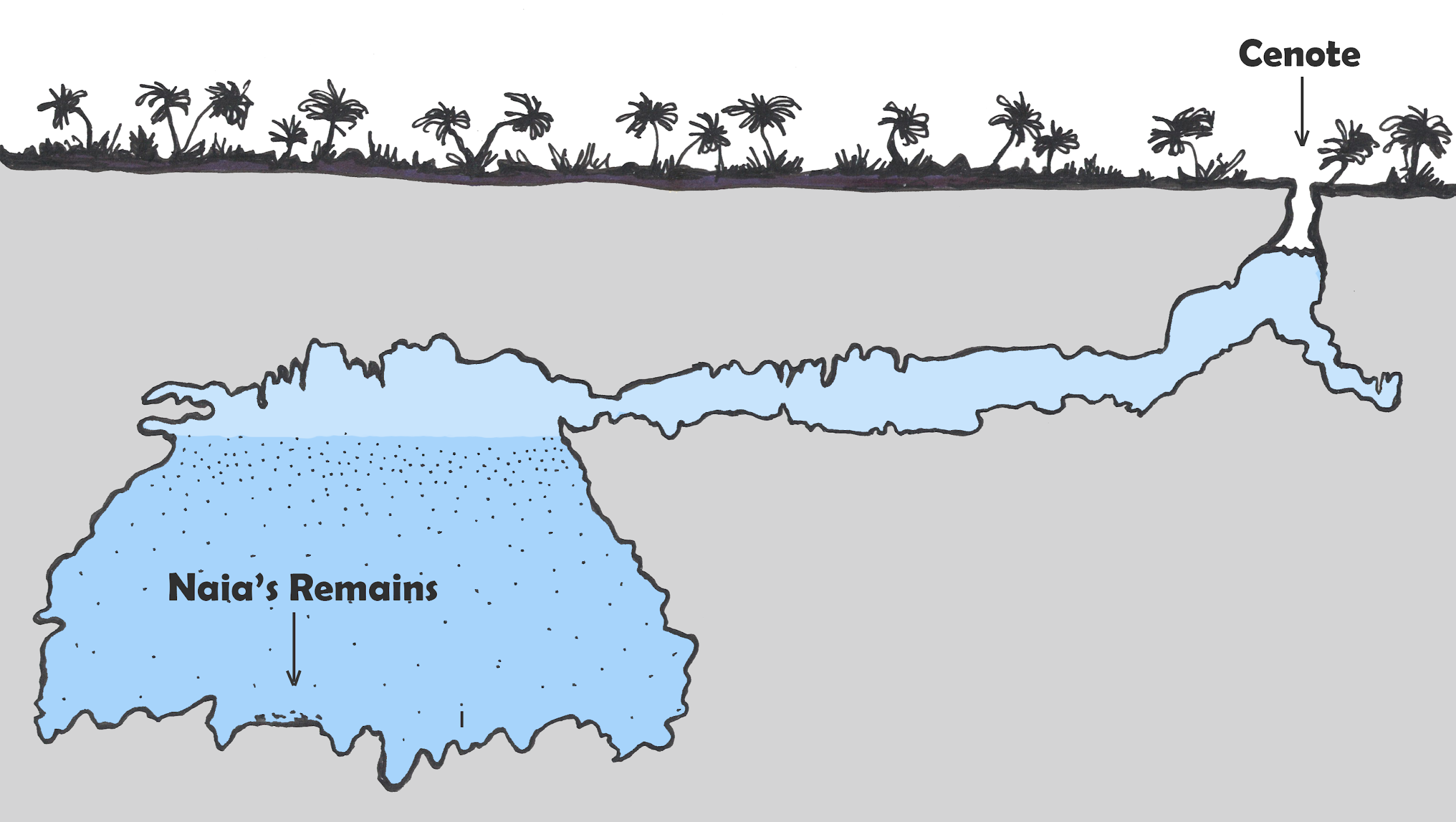 Cross-section of the Hoyo Negro cenote.