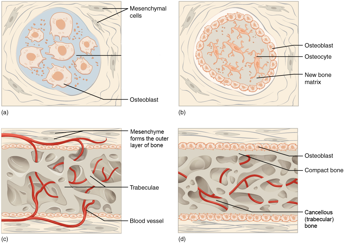 Four panels show stages of intramembranous ossification.