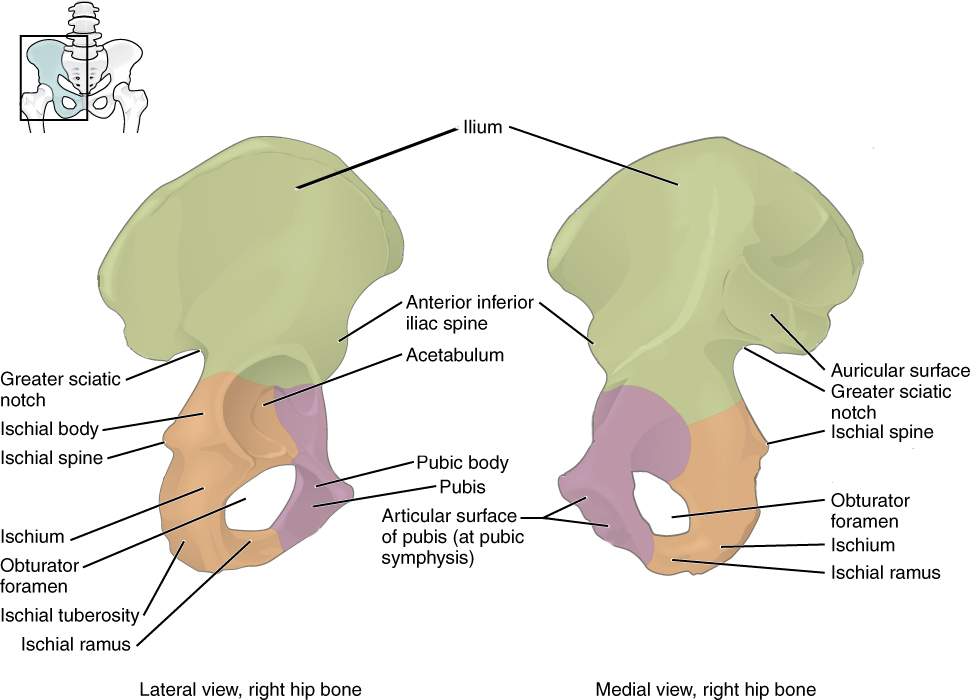 Bones of the os coxa in different colors.