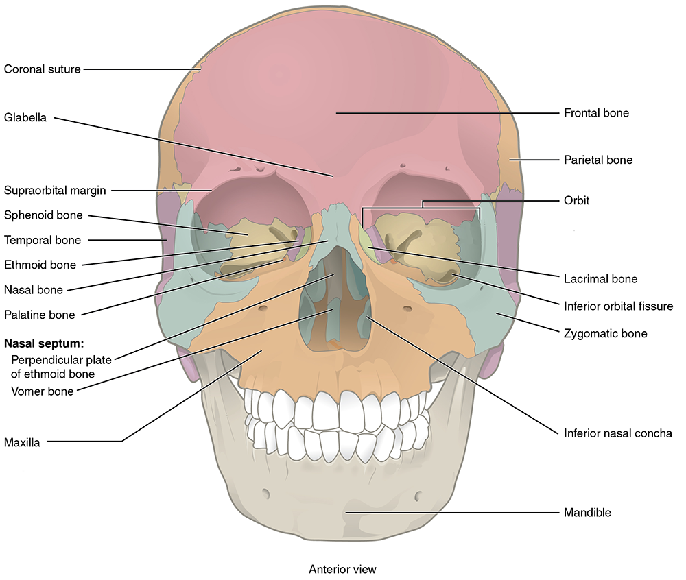 Front view of skull with colors representing bones.