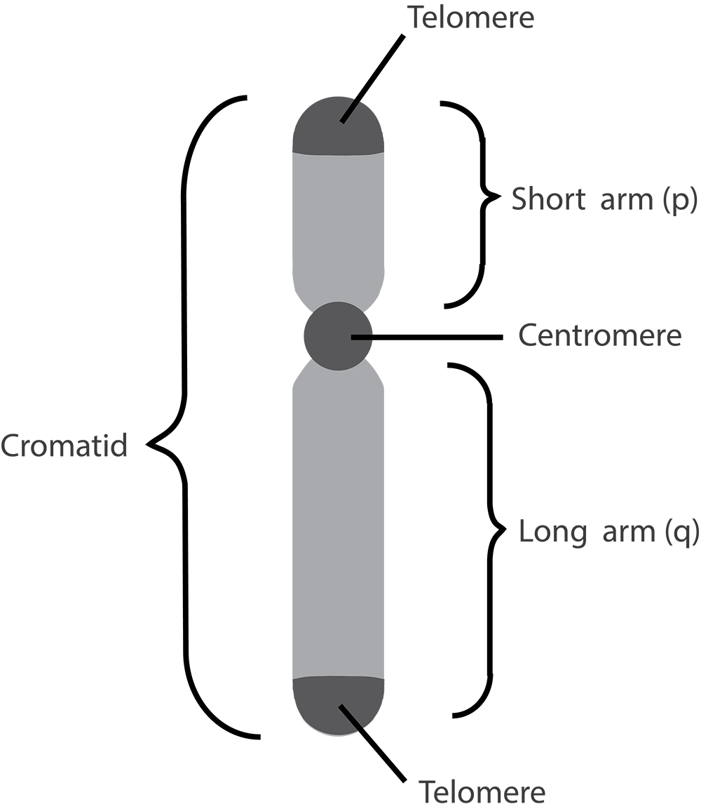 Chromatid is divided into a short and long arm, bound by a centromere. 