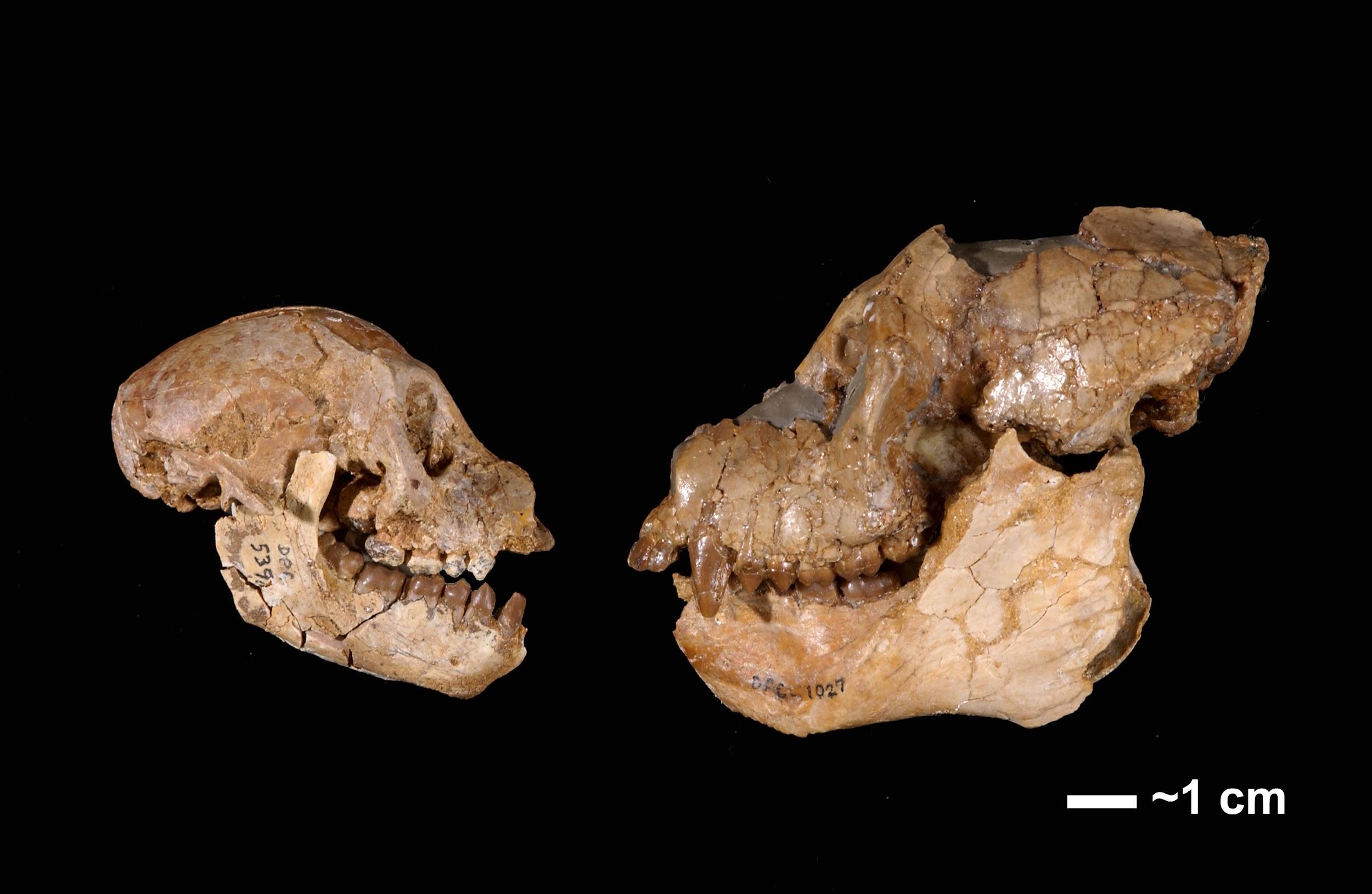 Two animal skull side views.