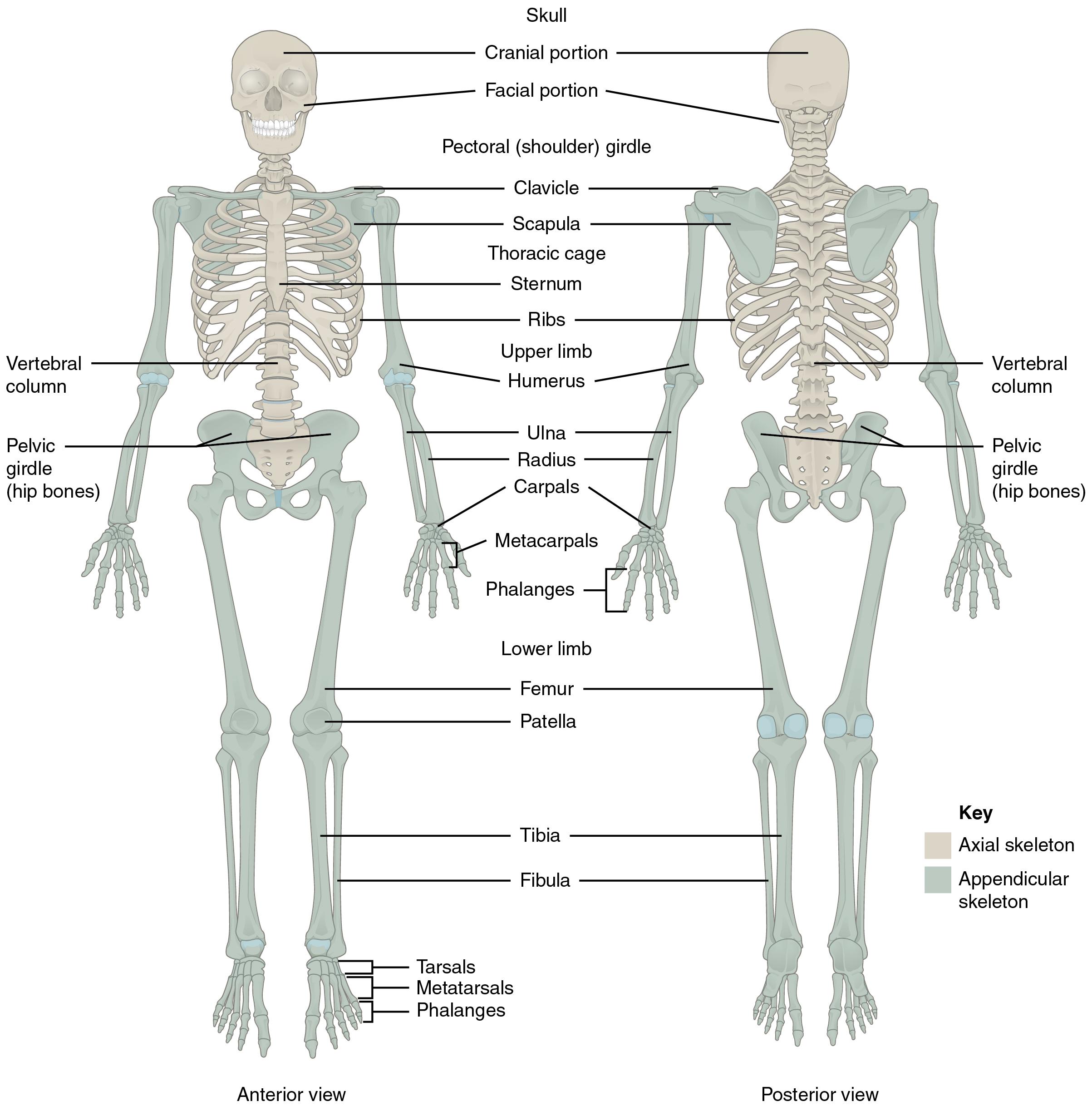 Appendicular skeleton in green and axial skeleton in tan.