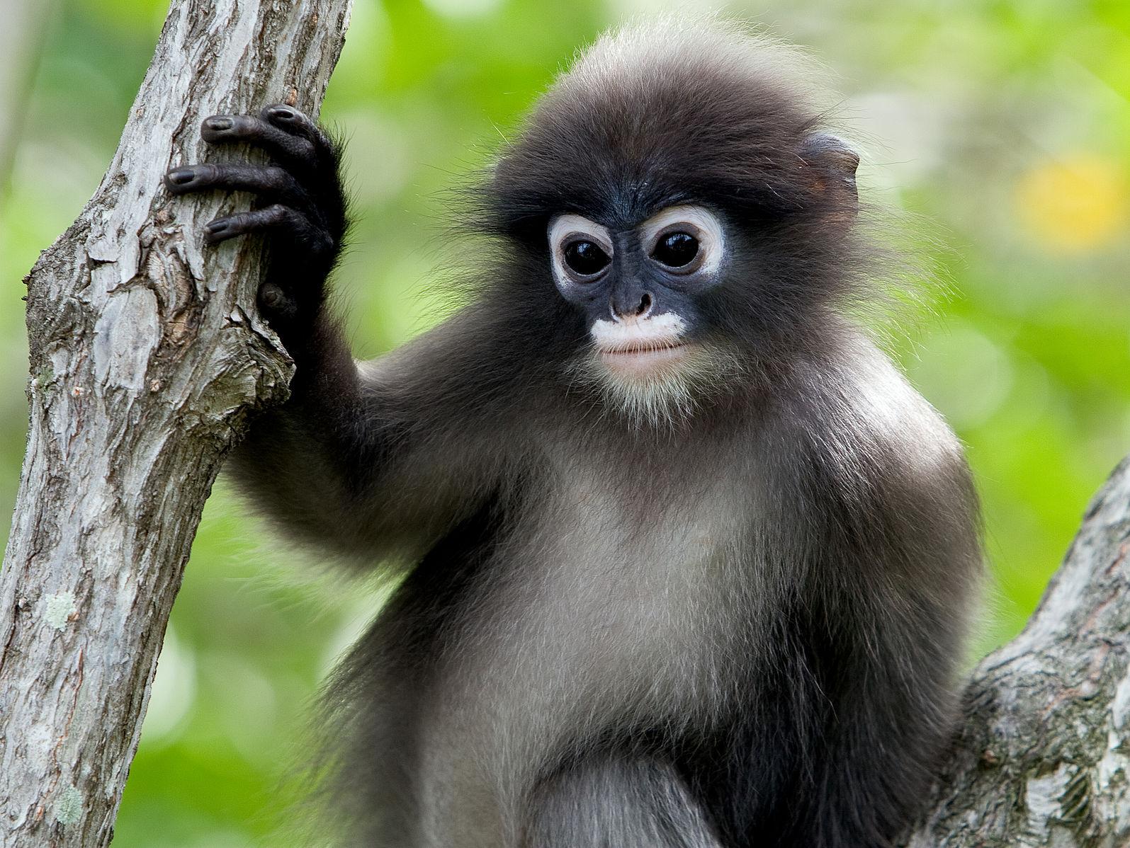 Dusky leaf monkey