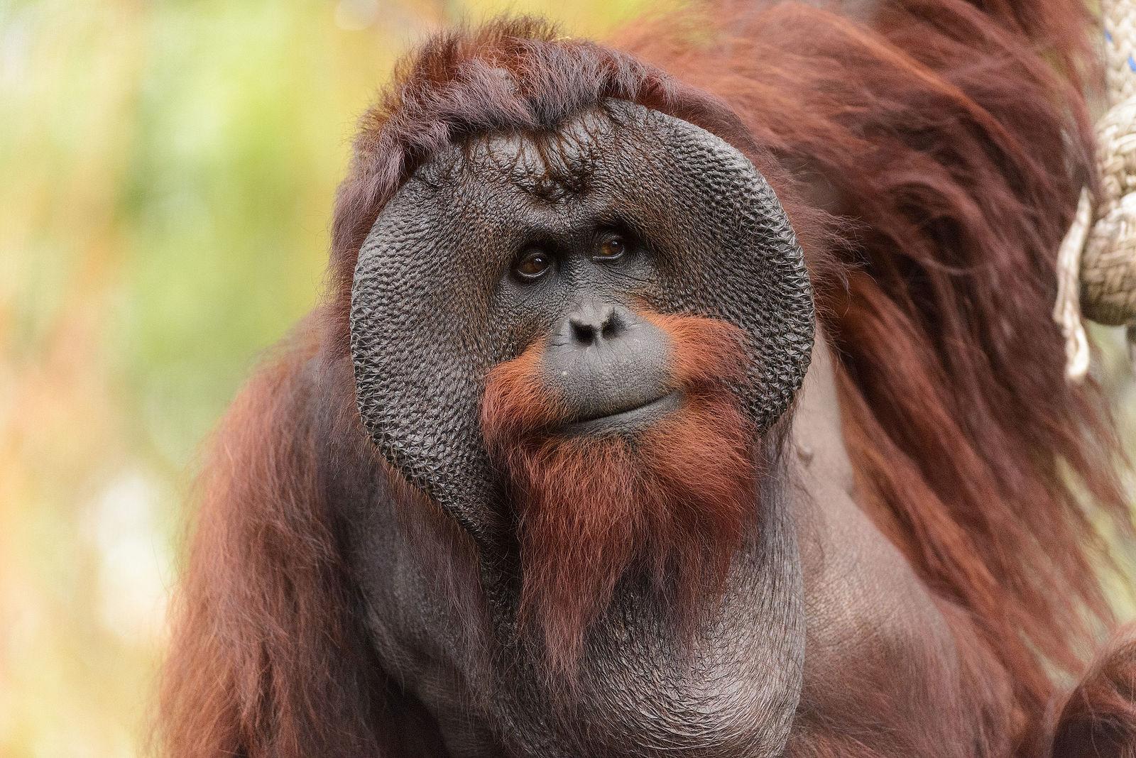 Orangutan