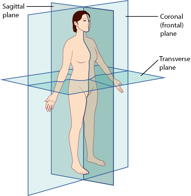 Person with panels showing anatomical planes.