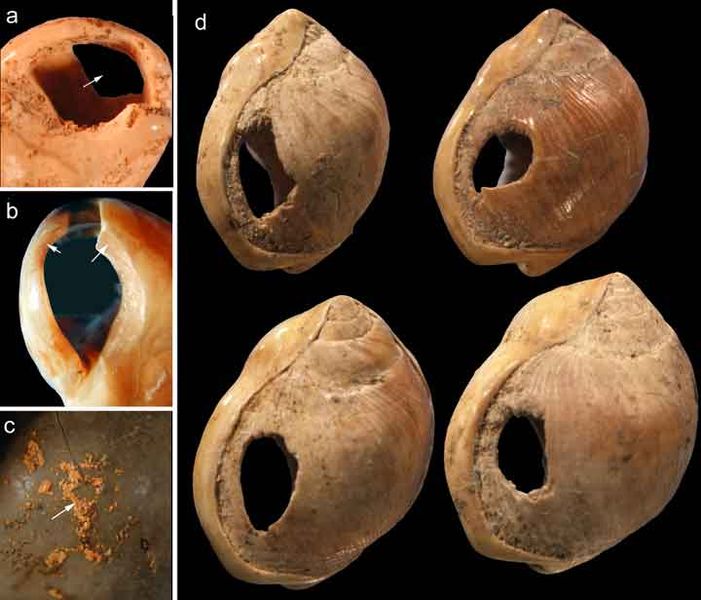 Multiple views of shells with holes bored through them.