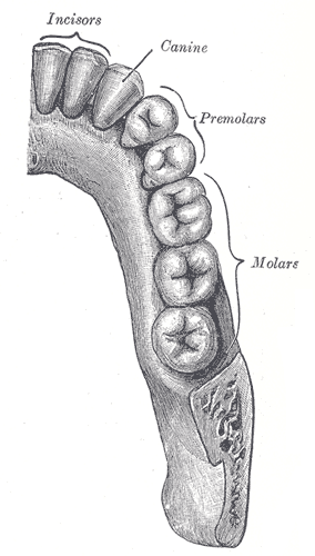 Human mandible with four types of teeth.