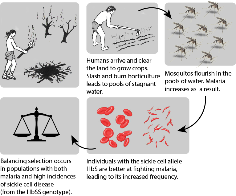 Horticulture encourages mosquitos, increasing malaria. Balancing selection maintains normal and sickle cell alleles.