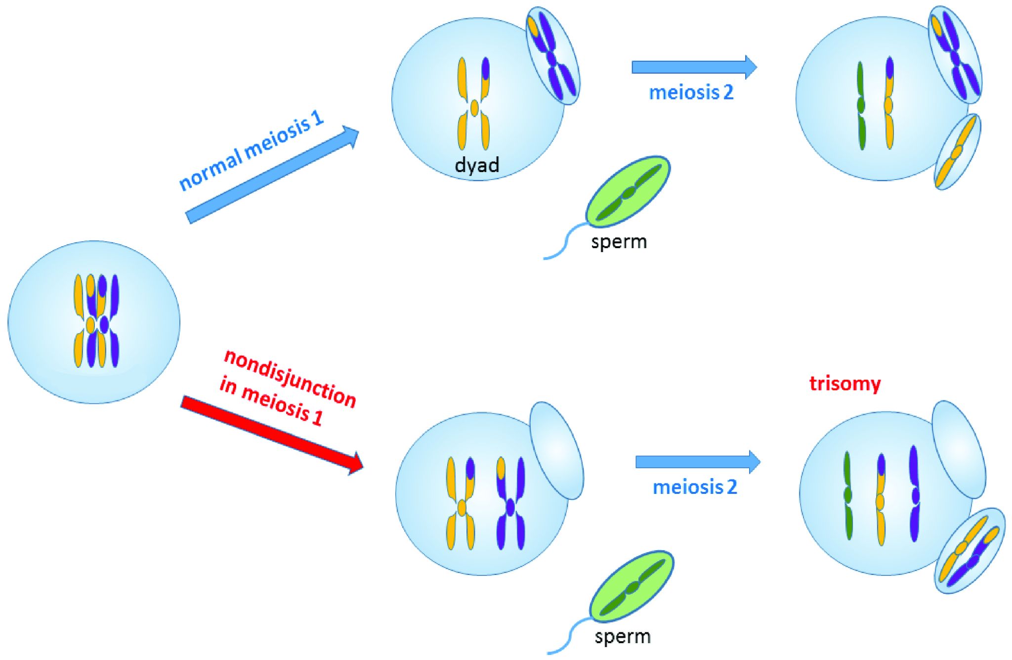 Egg cell undergoes normal meiosis and nondisjunction in meisosis 1.