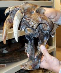 Skull with open jaw and large teeth.