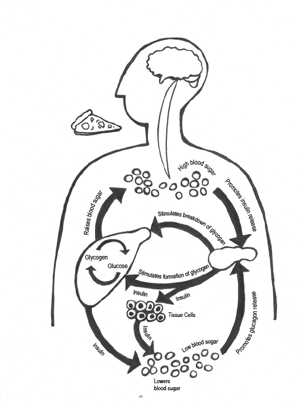 The cycle of how a body with diabetes processes nutrients from food.