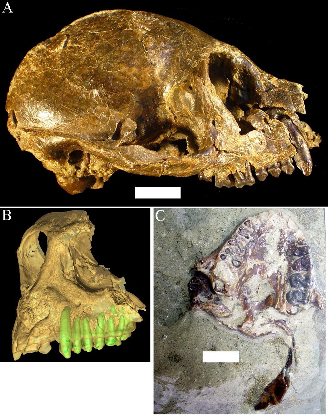 An animal skull, a partial skull, and a fossil jaw with teeth.