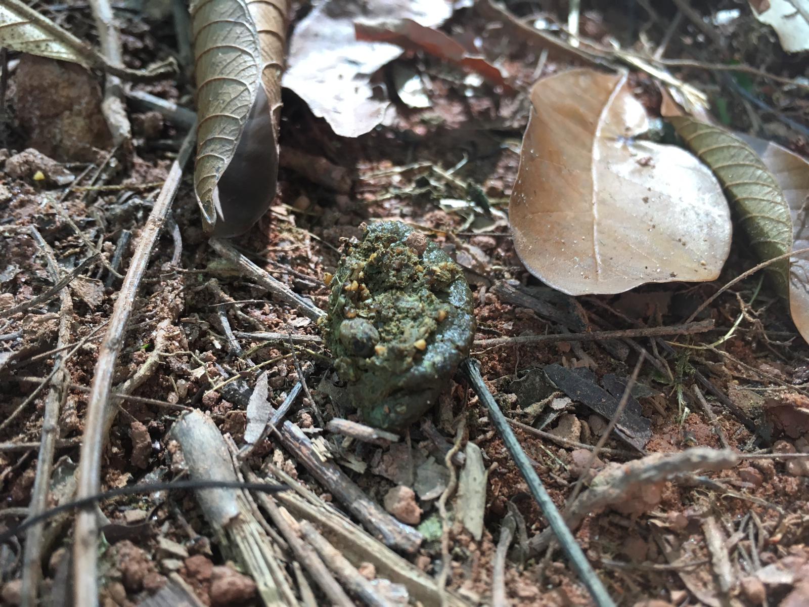 Feces with intact seeds on the ground with twigs and leaves.