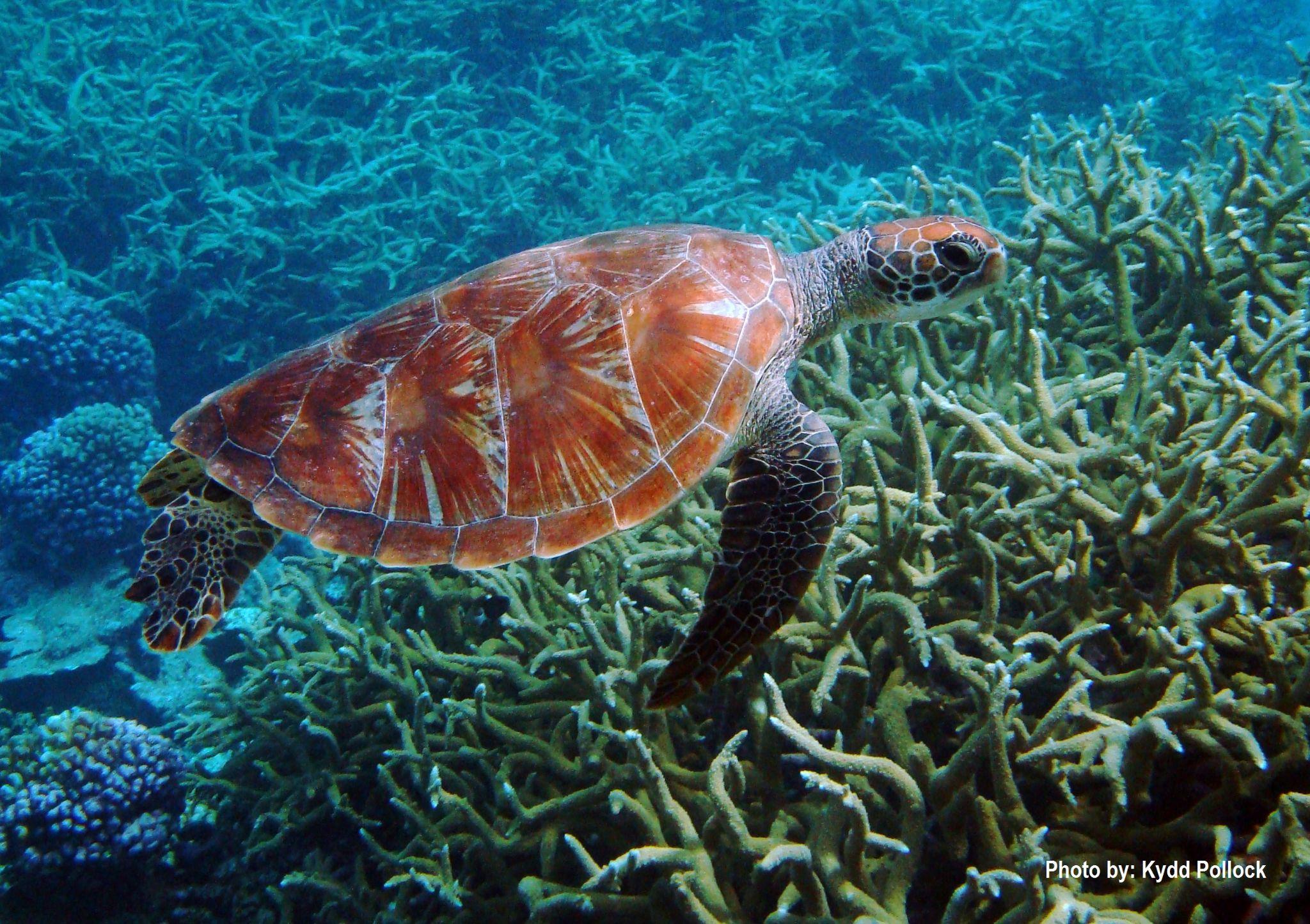 A green turtle swimming.