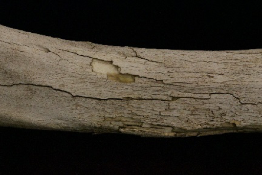 Cracking and exfoliation of the surface of an animal bone. 